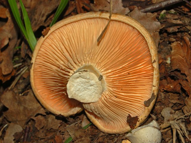 E'' una russula, vero?